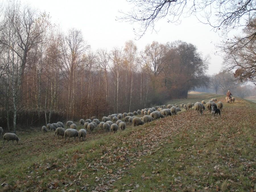 Gór nie ma, a owce są