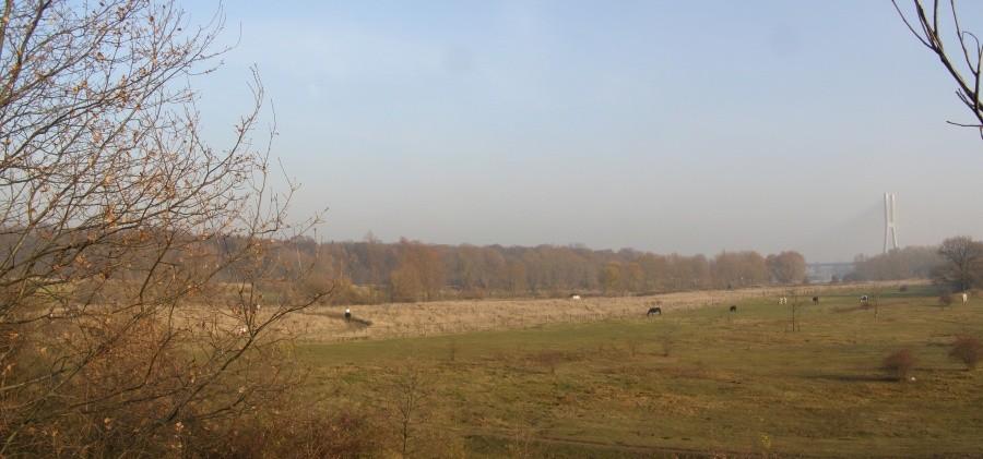 łąka nad Odrą