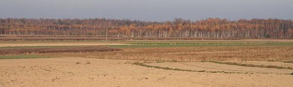 Szlaczek jesienny
