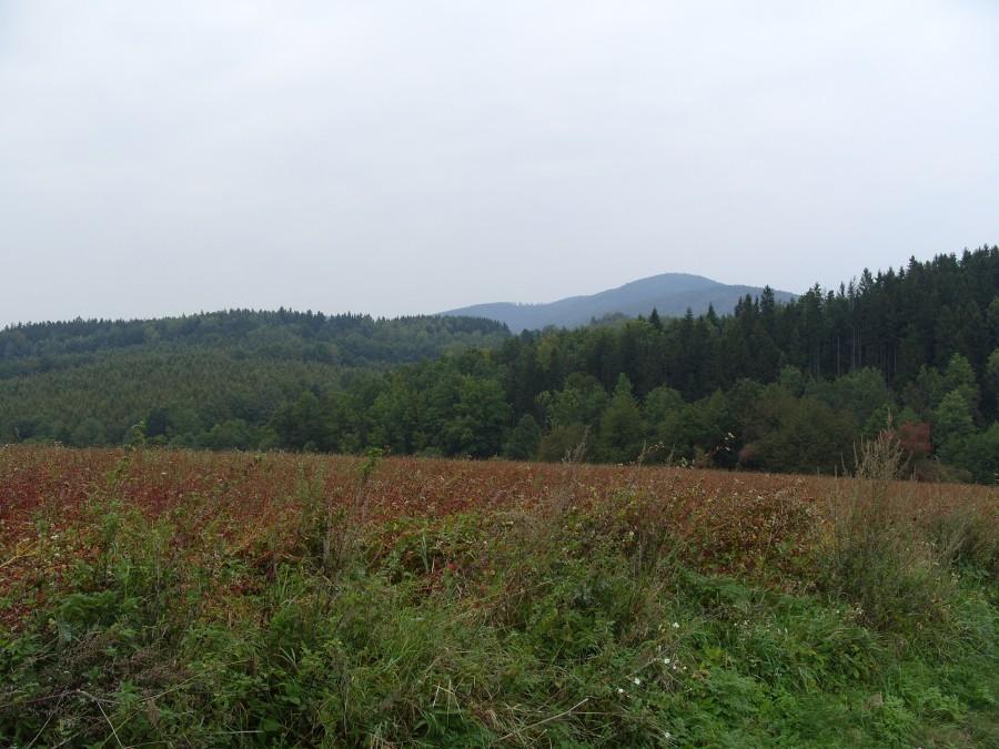 Widok na kolonię.