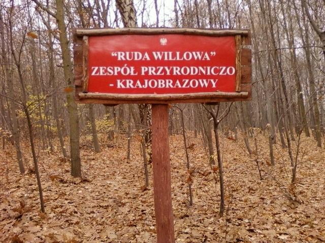 Ruda willowa