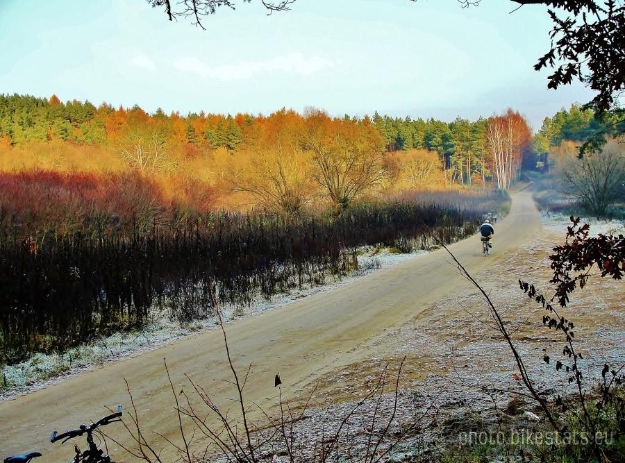 Rowerzysta na leśnej drodze.