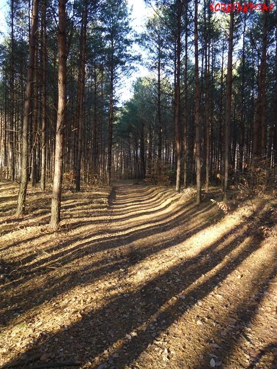 Jesienny widok na żółtym szlaku Gostynińsko - Włocławskiego Parku Krajobrazowego