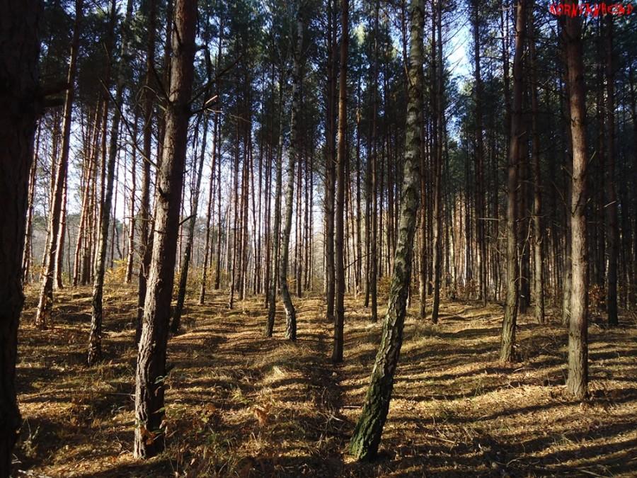 Las skąpany w jesiennym słońcu