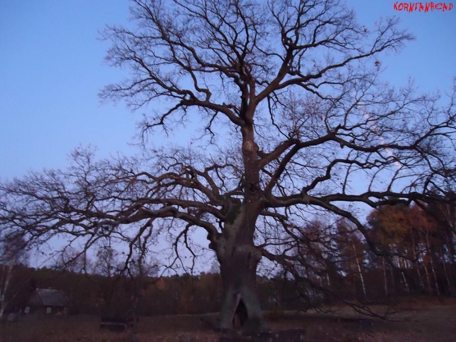 Dąb Szypułkowy, widok od strony polany