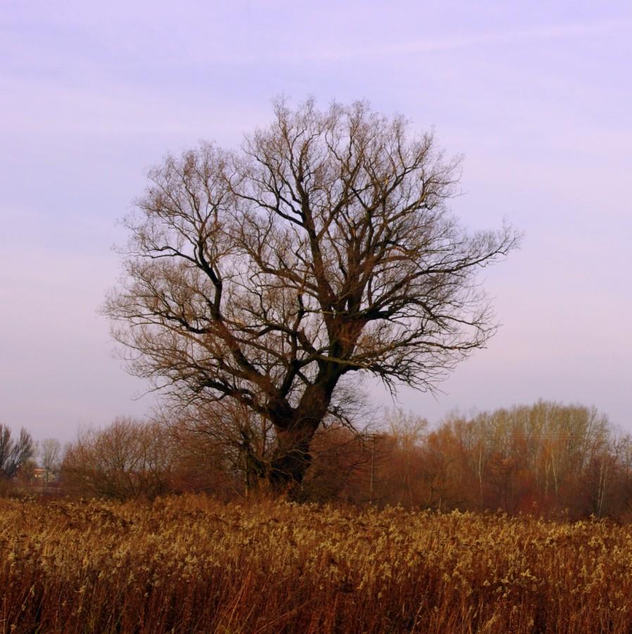 Charakterystyczne drzewo nad Wisłokiem