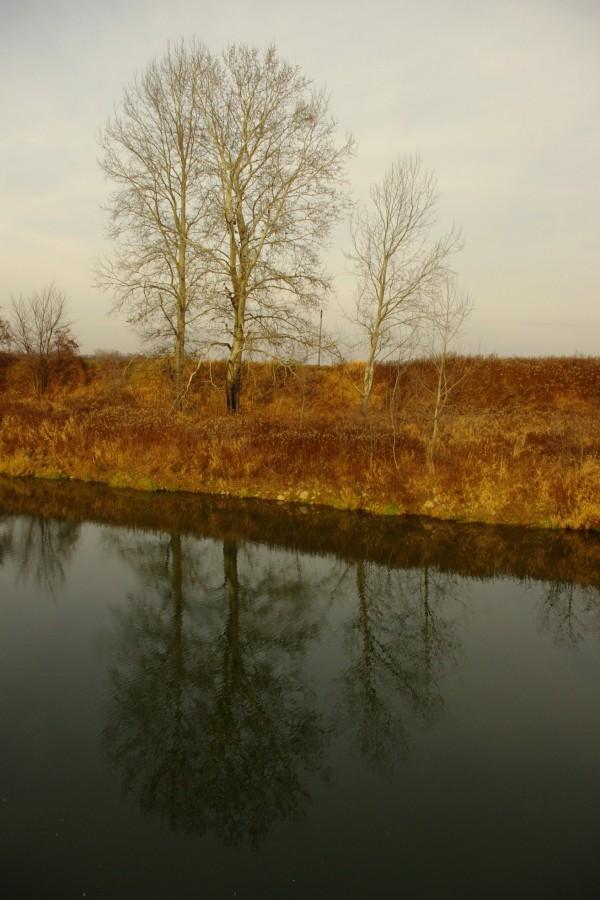 Jakieś tam drzewka nad wodą