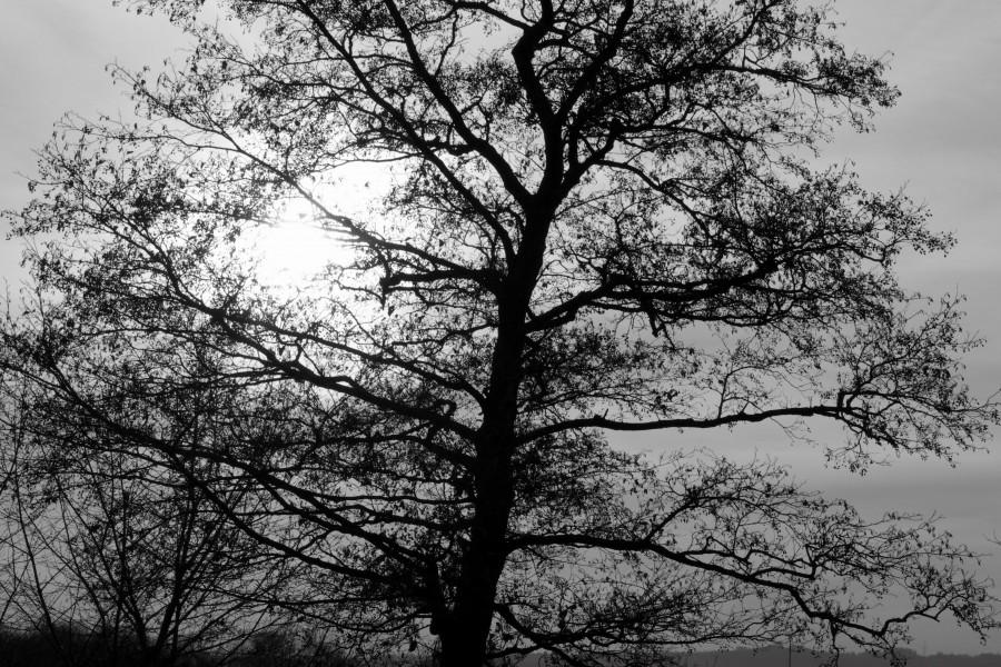Monochromatyczne drzewo