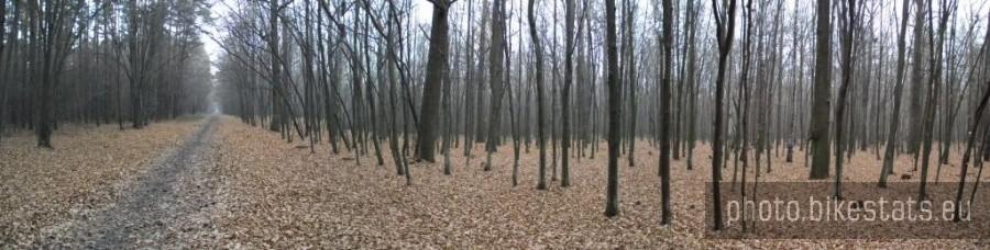liściany puch