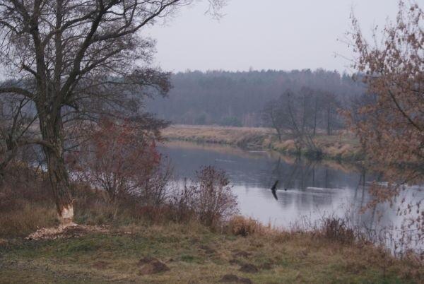 i jeszcze raz Pilica i ledwo stojące drzewo, a to sprawka zwierzaczków o imieniu Bóbr
