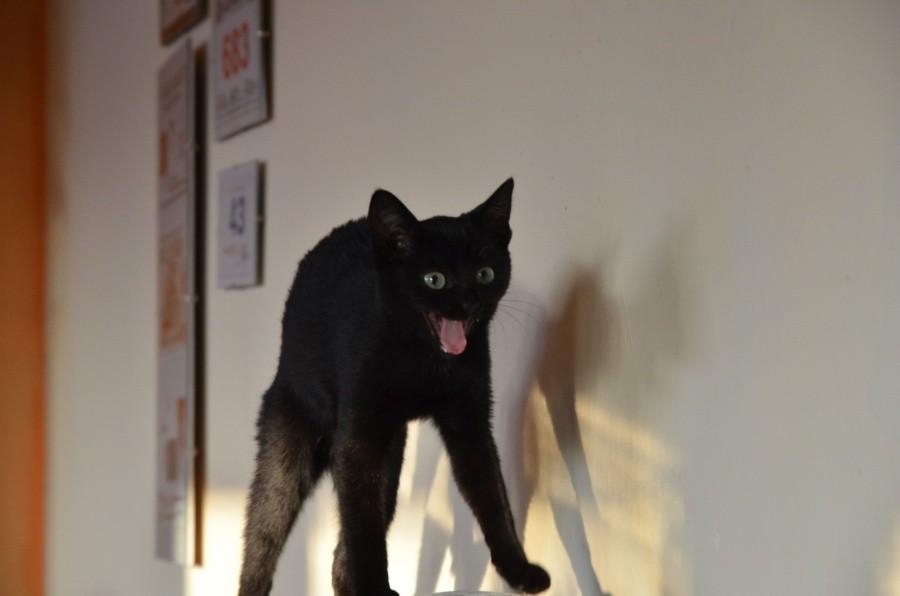 Mad cat Musta