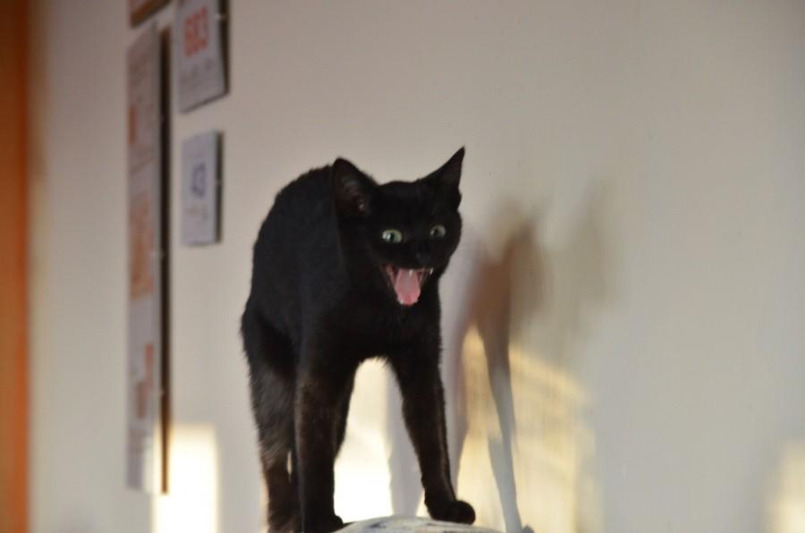 Mad cat Musta