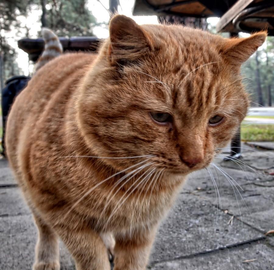 Garfield