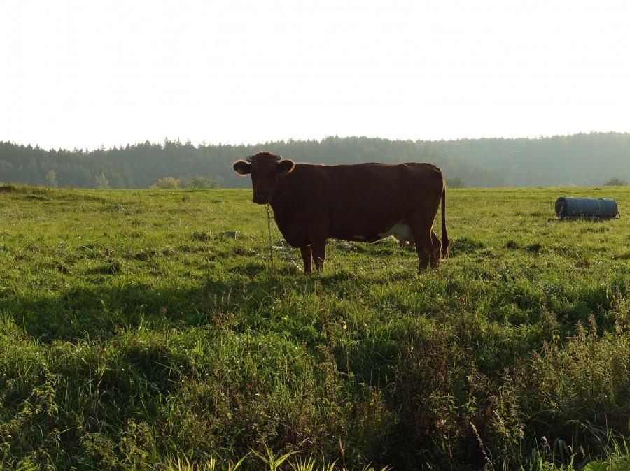 Spojrzenie i zapewne myśl co ty gościu z tym rowerem na mojej łące robisz.