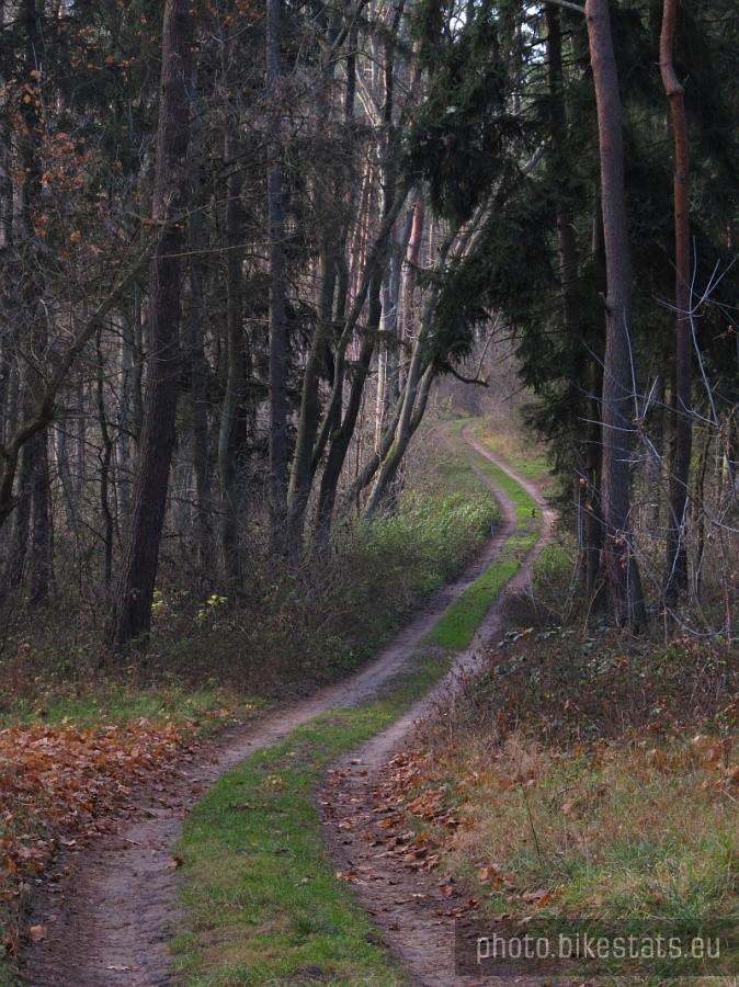 droga leśna