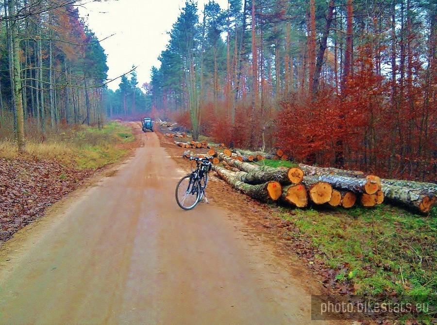 W lesie rokickim trwa intensywny wyrąb drzew.