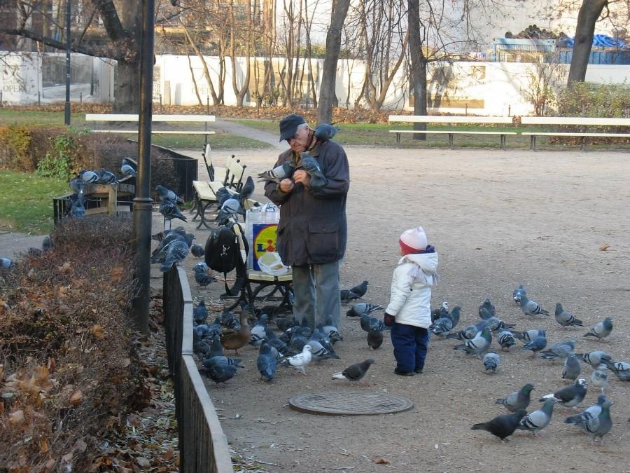 Karmiciel gołębi w Ogrodzie Saskim