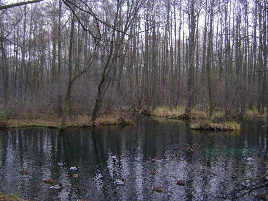 Niebieskie Źródła