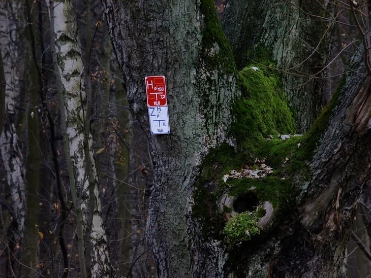 Drzewo jakie jest, każdy widzi (Park im. Piłsudskiego)