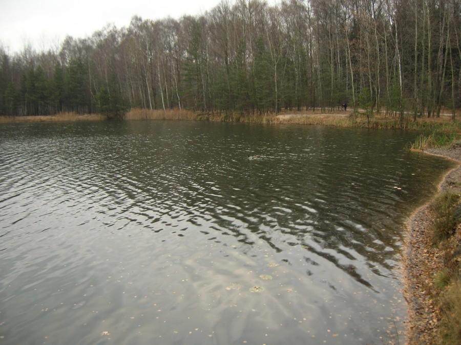 staw w prywatnym parku