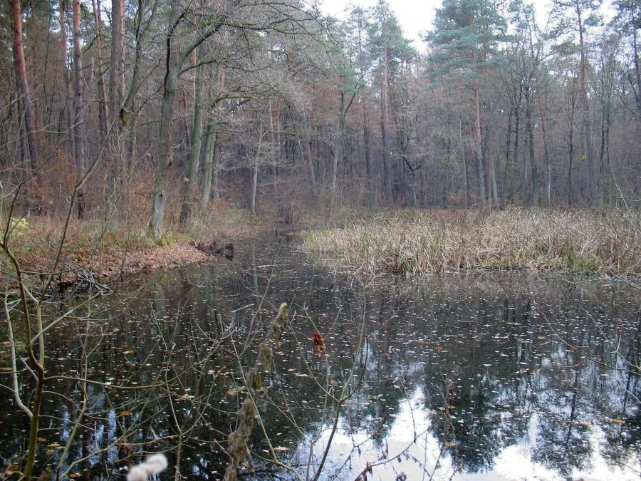 Las Kabacki - Staw