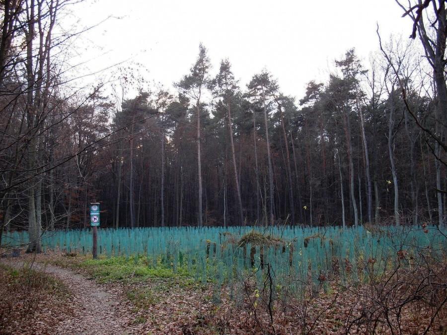Las Kabacki - szkółka