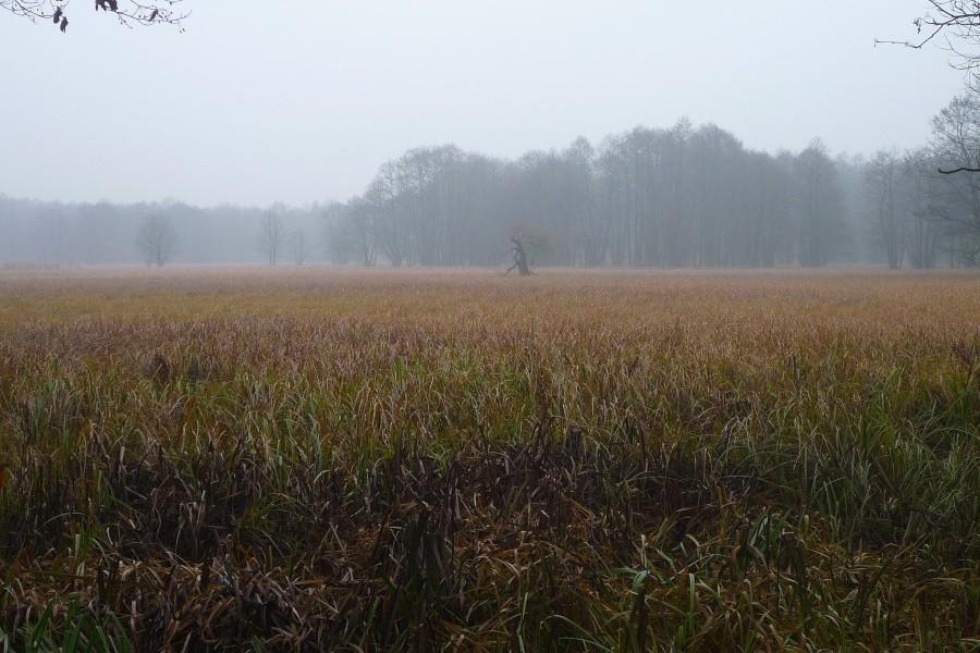 Łąki kampinoskie
