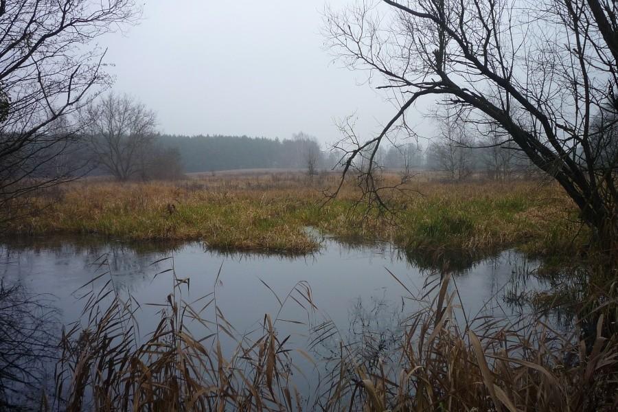 Puszcza Kampinoska