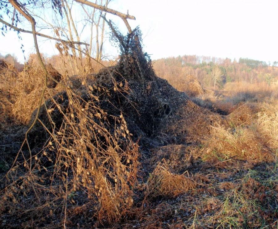Ogórecznik porastający krzewy