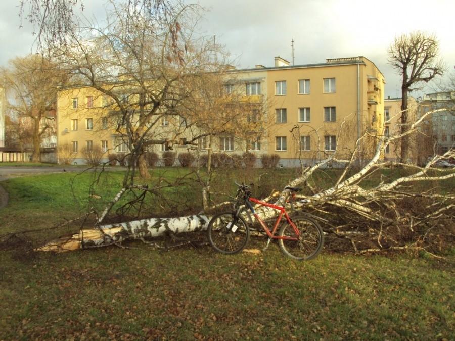 Złamana brzoza