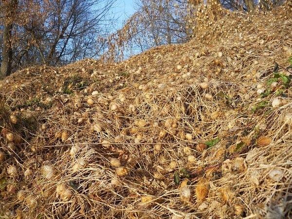 Naturalna siatka maskująca :)