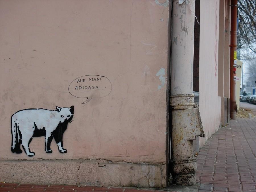 Kotek na ul. Nowogrodzkiej