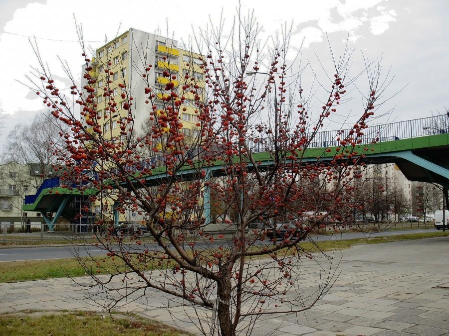 Rajskie jabłuszka