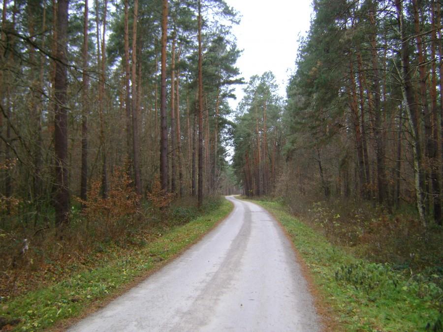 Ładna droga przez las z Jelenia do Smardzewic