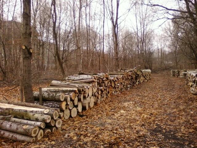 Las, drewno, a za drzewami fabryka