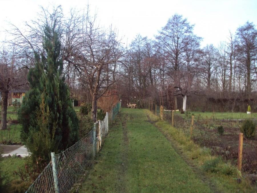 Działkowe sarenki I