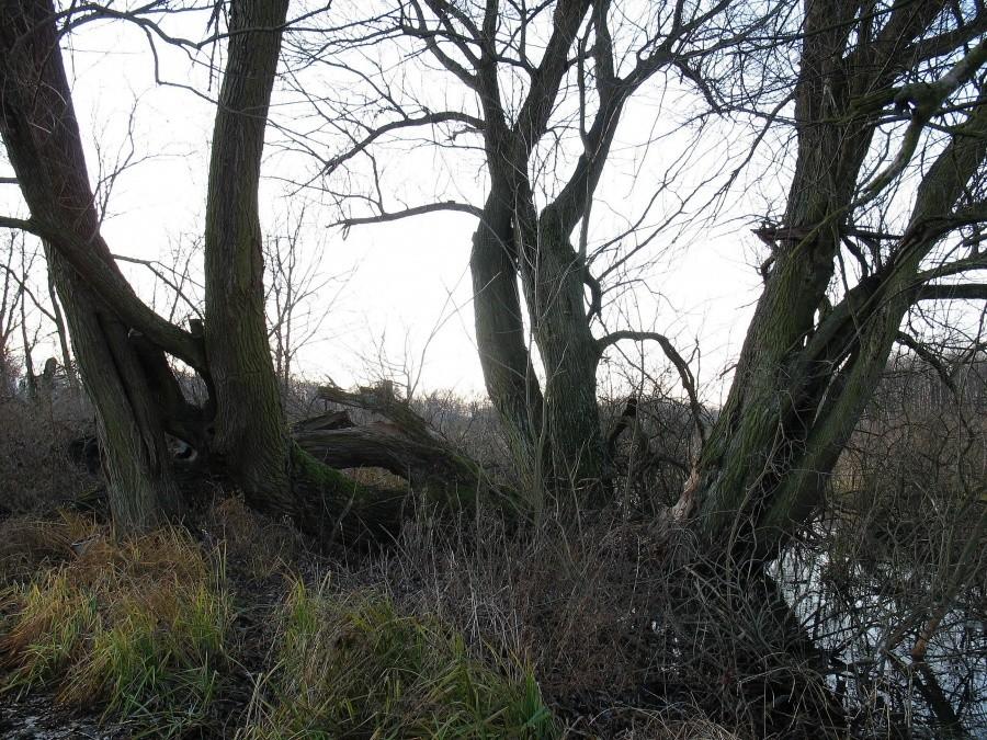 Waypoint "Bobrowe Miejsce" nad Utratą