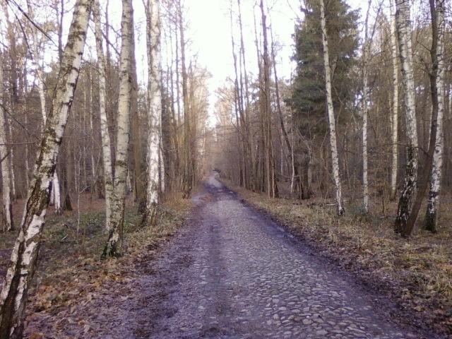 Ul. Skrzydlata - część leśna