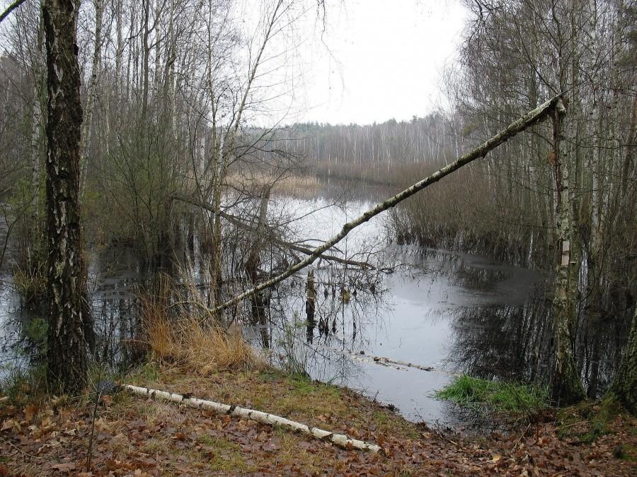 Torfowisko Zielonego Ługu