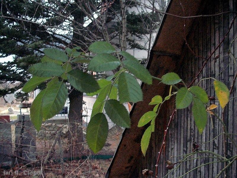 Zielono w grudniu