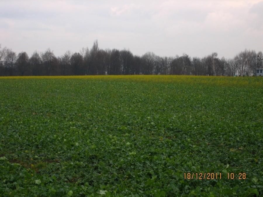 kwiaty na polu w Chorzowie Maciejkowicach 18 grudnia 2011r. (nie znam się nia rolnictwie i nie wiem jaka to roślina)