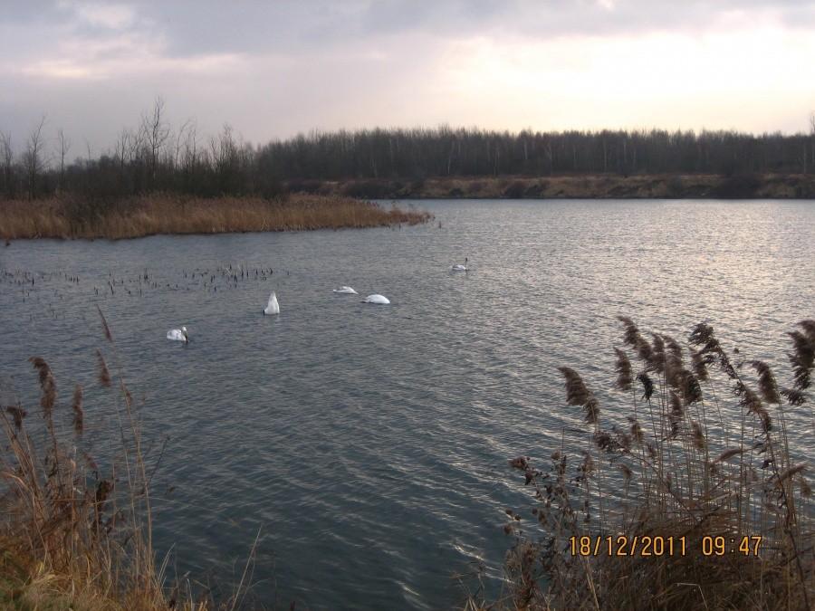 łabędzie