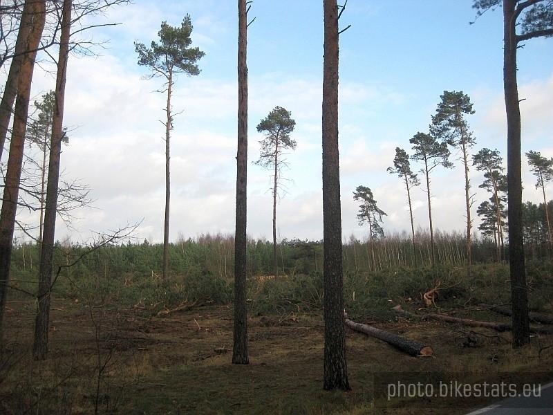 Stęszewko - coraz mniej lasu