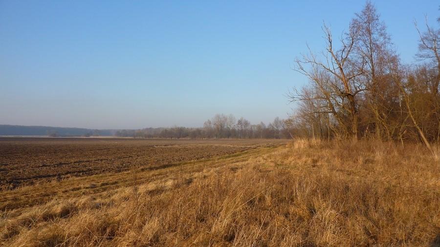 Pola w otulinie Puszczy Kampinoskiej