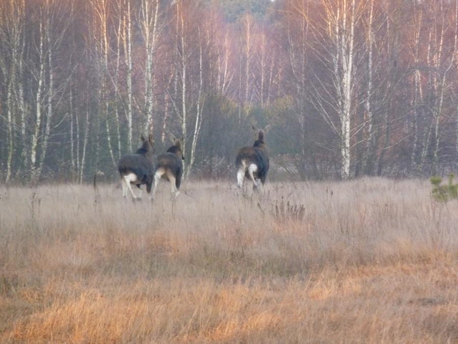 Łosie uciekają. Wracając mijaliśmy się jeszcze dwukrotnie - chyba chciały usilnie przeciąć moją trasę.