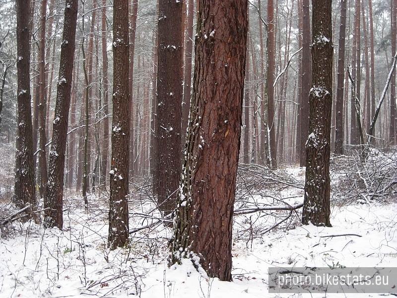 ośnieżony las sosnowy