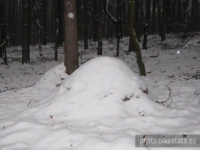 Mrowisko otulone śnieżnym puchem.