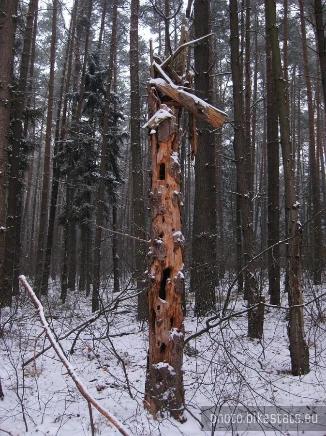ptasi blok mieszkalny