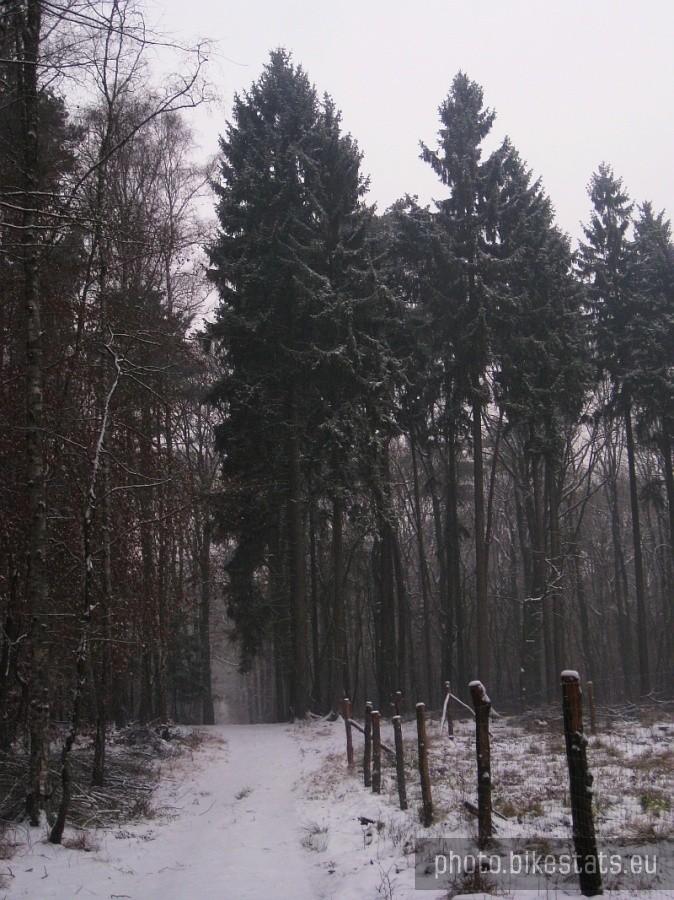wysokie świerki przy drodze leśnej