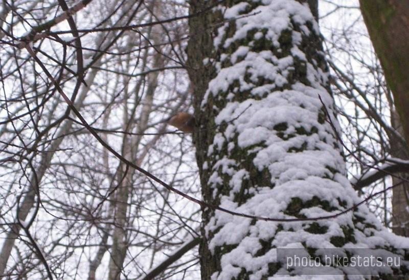 kolorowy ptaszek stukający w korę drzewa to prawdopodobnie zimorodek.